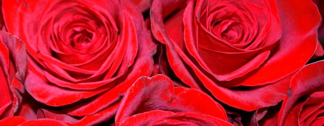Red Roses Closeup - Free High Resolution Photo