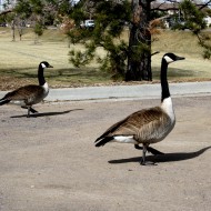 Two Canadian Geese in Parking Lot - Free High Resolution Photo