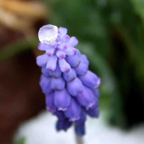Ice Atop Grape Hyacinth Flowers - Free Photo
