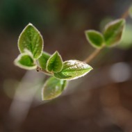 Spring Leaves Close Up - Free High Resolution Photo Spring Leaves Close Up - Free High Resolution Photo