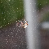 Bug on Window Pane - Free High Resolution Photo Bug on Window Pane - Free High Resolution Photo