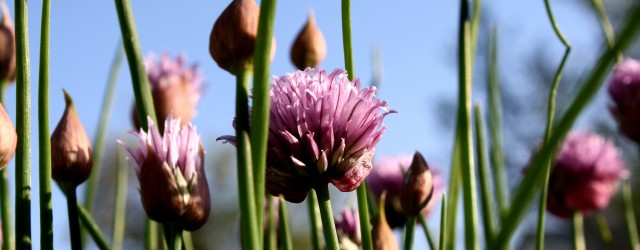 Flowering Chives - Free High Resolution Photo