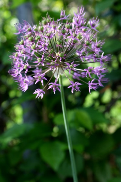 Purple Allium Flower - Free High Resolution Photo