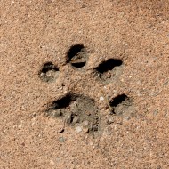 Paw Print in Cement - Free High Resolution Photo Paw Print in Cement - Free High Resolution Photo