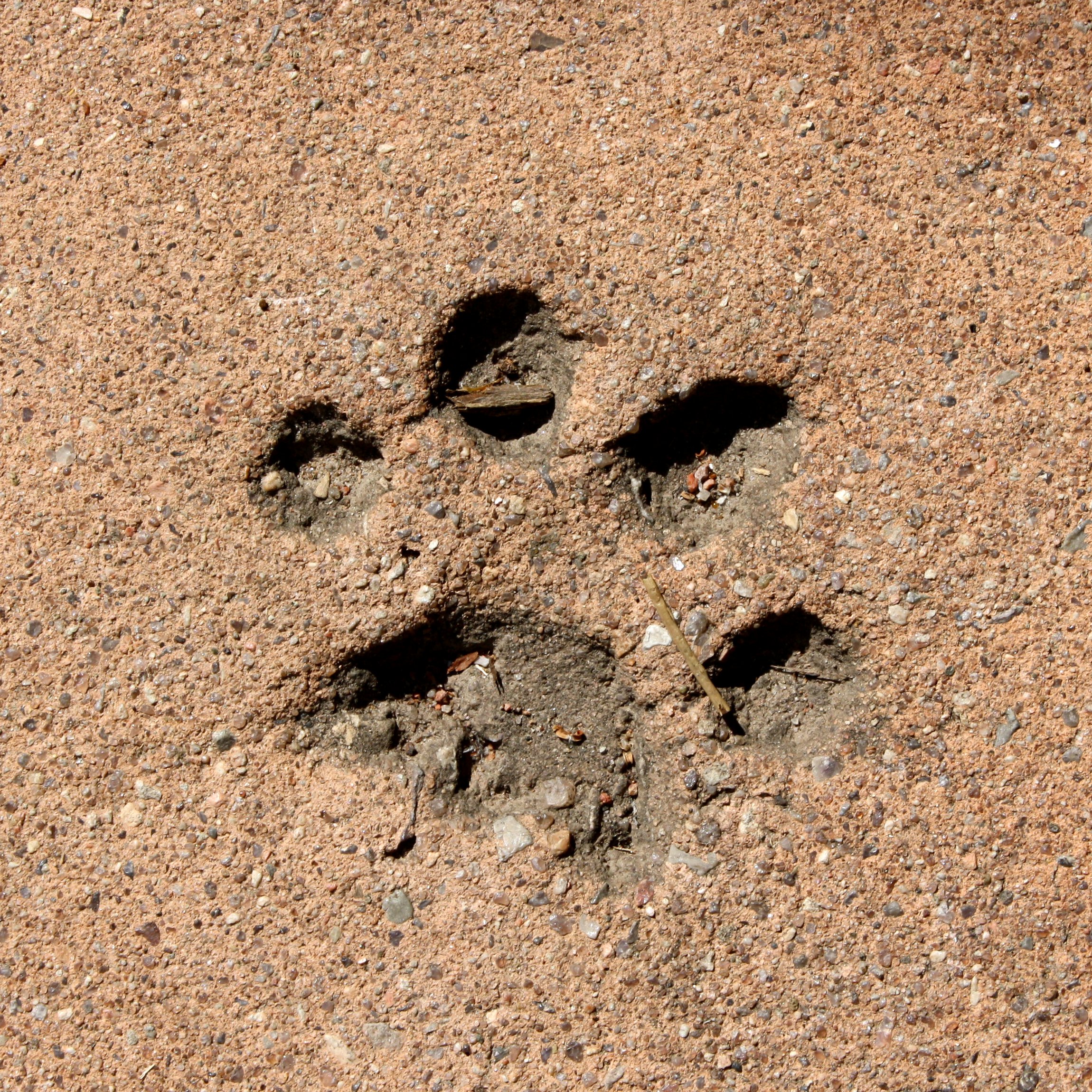 Paw Print in Cement Picture | Free Photograph | Photos Public Domain