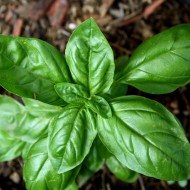 Sweet Basil Plant - Free High Resolution Photo