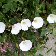 Bindweed with White Flowers - Free High Resolution Photo Bindweed with White Flowers - Free High Resolution Photo