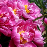 Bright Pink Peony Flowers - Free High Resolution Photo Bright Pink Peony Flowers - Free High Resolution Photo