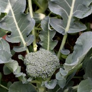 Broccoli Plant in Garden - Free High Resolution Photo Broccoli Plant in Garden - Free High Resolution Photo
