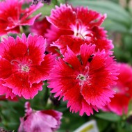 Cherry Red Dianthus Flowers - Free High Resolution Photo Cherry Red Dianthus Flowers - Free High Resolution Photo