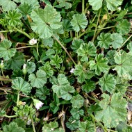 Common Mallow Weed - Free High Resolution Photo