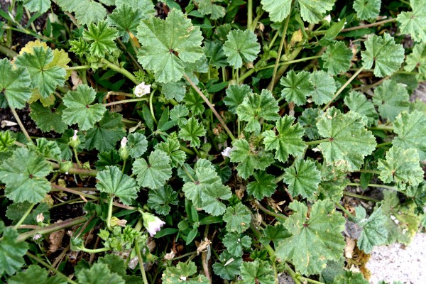 Common Mallow Weed - Free High Resolution Photo