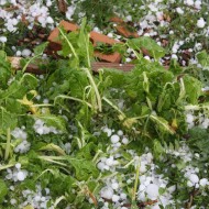 Garden Chard Plants Damaged by Hail - Free High Resolution Photo