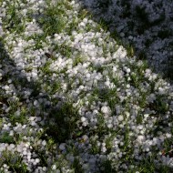 Grass Coated with Hail - Free High Resolution Photo Grass Coated with Hail - Free High Resolution Photo