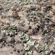 Lichen on Rock Texture - Free High Resolution Photo