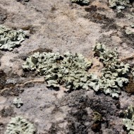 Light Green Lichen on Rock - Free High Resolution Photo