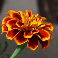 Marigold - Free High Resolution Photo Marigold - Free High Resolution Photo