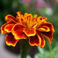 Marigold Flower Close Up - Free High Resolution Photo Marigold Flower Close Up - Free High Resolution Photo