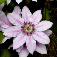 Pale Pink Clematis Flower with Stripes - Free High Resolution Photo Pale Pink Clematis Flower with Stripes - Free High Resolution Photo