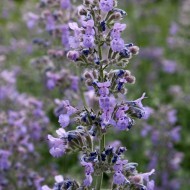 Pale Purple Wildflowers - Free High Resolution Photo Pale Purple Wildflowers - Free High Resolution Photo
