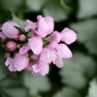 Pink Blossoms on Beacon Silver Dead Nettle Plant - Free High Resolution Photo