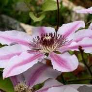 Pink Clematis Flower Nelly Moser - Free High Resolution Photo Pink Clematis Flower Nelly Moser - Free High Resolution Photo
