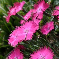 Pink Dianthus Flowers - Free high resolution photo Pink Dianthus Flowers - Free high resolution photo