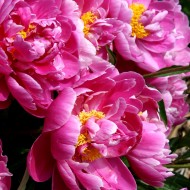 Pink Peonies - Free High Resolution Photo Pink Peonies - Free High Resolution Photo