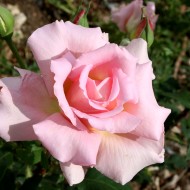 Pink Rose in Full Bloom - Free High Resolution Photo Pink Rose in Full Bloom - Free High Resolution Photo
