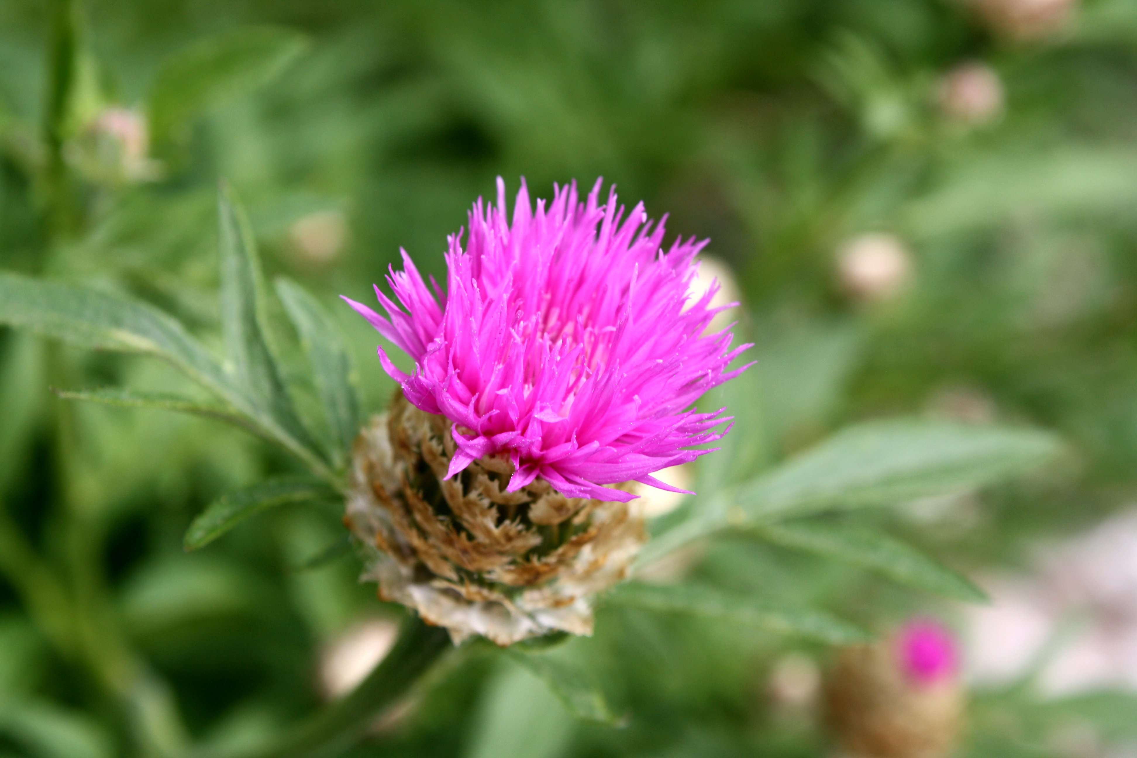 Pink Thistle Flower Picture | Free Photograph | Photos Public Domain