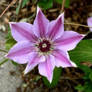 Purple Nelly Moser Clematis Flower - Free High Resolution Photo Purple Nelly Moser Clematis Flower - Free High Resolution Photo