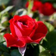Red Rosebud Opening - Free High Resolution Photo Red Rosebud Opening - Free High Resolution Photo
