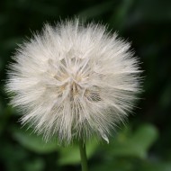 Sowthistle Seed Puff - Free High Resolution Photo Sowthistle Seed Puff - Free High Resolution Photo