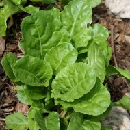Swiss Chard Growing in Garden - Free High Resolution Photo Swiss Chard Growing in Garden - Free High Resolution Photo