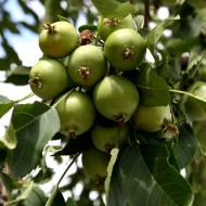 Tiny Green Apples on Tree - Free High Resolution Photo Tiny Green Apples on Tree - Free High Resolution Photo