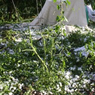 Tomato Plant Destroyed by Hail - Free High Resolution Photo