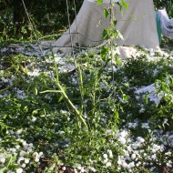 Tomato Plant Destroyed by Hail - Free High Resolution Photo Tomato Plant Destroyed by Hail - Free High Resolution Photo