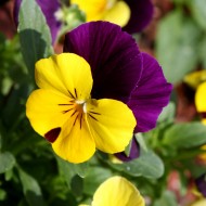 Viola Tricolor Pansy Flower Close Up - Free High Resolution Photo Viola Tricolor Pansy Flower Close Up - Free High Resolution Photo