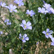 Wild Blue Flax Linum Lewisii Flowers - Free High Resolution Photo