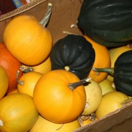 Box Full of Squash - Free High Resolution Photo Box Full of Squash - Free High Resolution Photo
