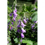 creeping-bellflowers-thumbnail