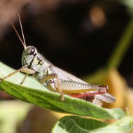 Grasshopper - Free Photo Grasshopper - Free Photo