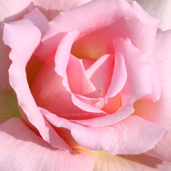 Pink Rose Close Up - Free Photo
