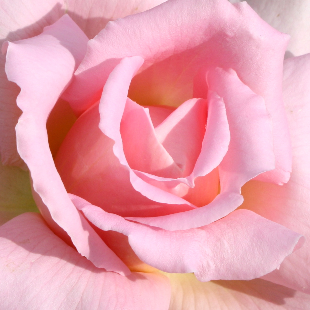 pink rose close up free photo dimensions 1300 1300
