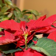 Poinsettia Plant - Free High Resolution Photo