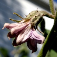 Eggplant Blossom - Free high resolution Photo Eggplant Blossom - Free high resolution Photo