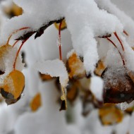 Fall Aspen Leaves Covered with Snow - Free High Resolution Photo Fall Aspen Leaves Covered with Snow - Free High Resolution Photo