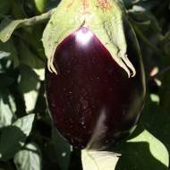 Garden Eggplant - Free high resolution photo Garden Eggplant - Free high resolution photo
