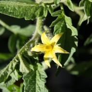 Tomato Blossom - Free High Resolution Photo Tomato Blossom - Free High Resolution Photo