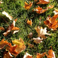 Autumn Maple Leaves on the Grass - Free High Resolution Photo Autumn Maple Leaves on the Grass - Free High Resolution Photo